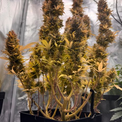 Fat Banana Auto #1 -89g growlog photo: 19:01