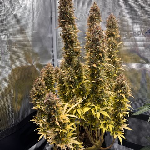Fat Banana Auto #1 -89g growlog photo: 19:01