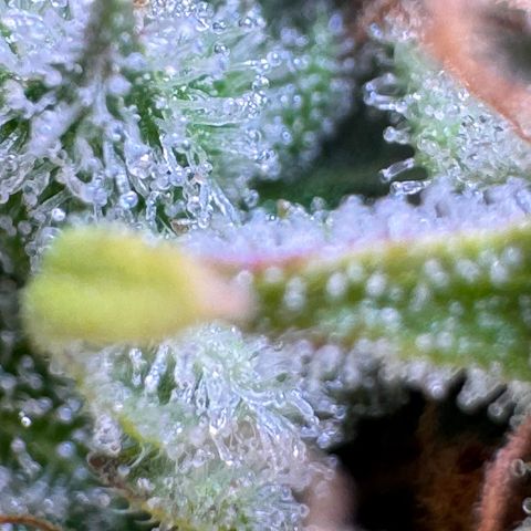 Fat Banana Auto #1 -89g growlog photo: 18:49