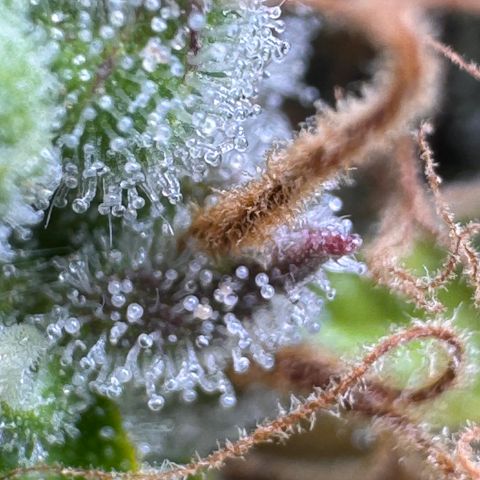 Fat Banana Auto #1 -89g growlog photo: 18:49