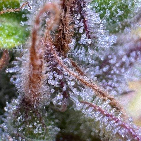 Fat Banana Auto #1 -89g growlog photo: 15:58