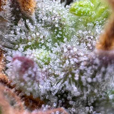 Fat Banana Auto #1 -89g growlog photo: 18:49