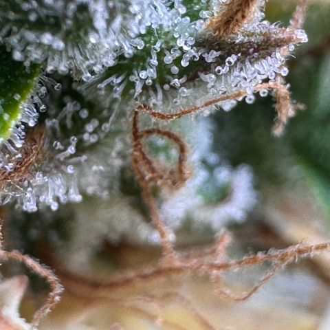 Fat Banana Auto #1 -89g growlog photo: 15:58