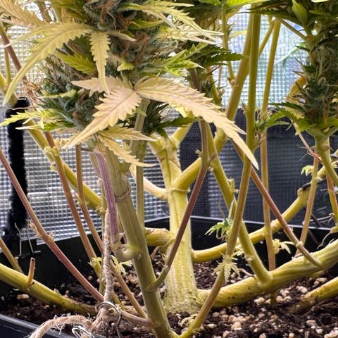 Fat Banana Auto #1 -89g growlog photo: 19:03