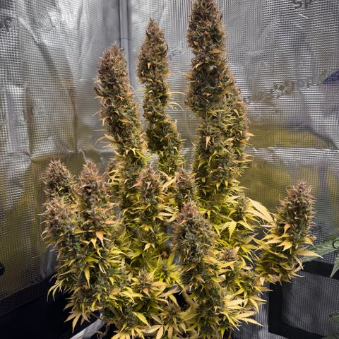 Fat Banana Auto #1 -89g growlog photo: 19:01