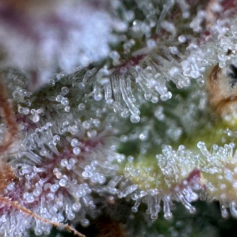 Fat Banana Auto #1 -89g growlog photo: 18:49