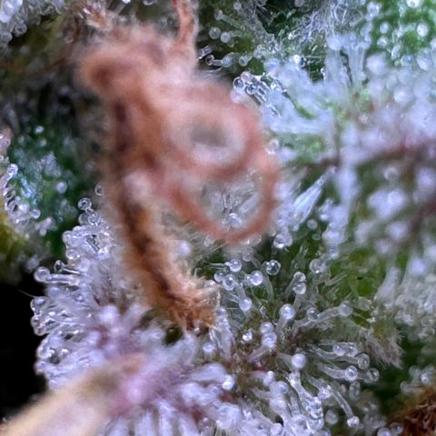 Fat Banana Auto #1 -89g growlog photo: 18:49