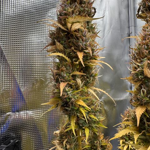Fat Banana Auto #1 -89g growlog photo: 19:03