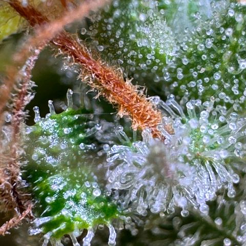 Fat Banana Auto #1 -89g growlog photo: 18:49