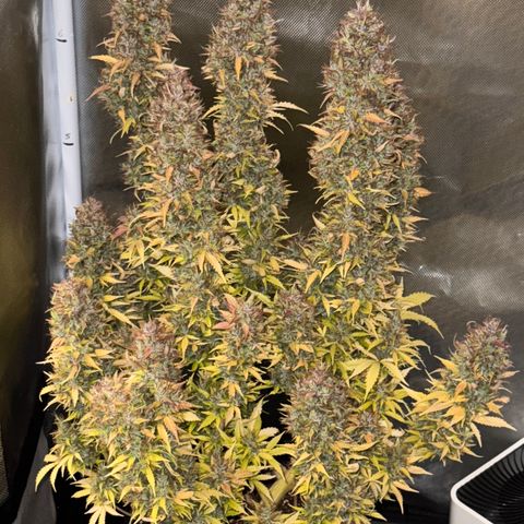 Fat Banana Auto #1 -89g growlog photo: 19:25