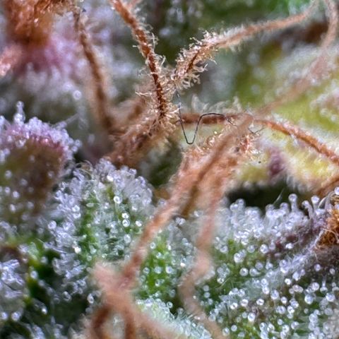 Fat Banana Auto #1 -89g growlog photo: 15:58