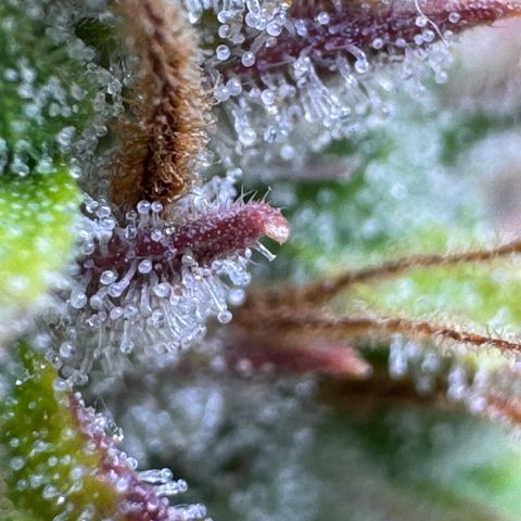 Fat Banana Auto #1 -89g growlog photo: 15:58