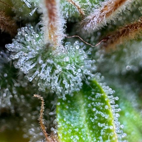 Fat Banana Auto #1 -89g growlog photo: 18:49