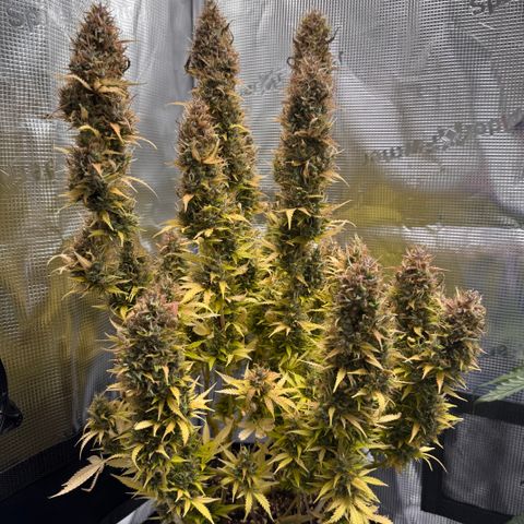 Fat Banana Auto #1 -89g growlog photo: 19:01