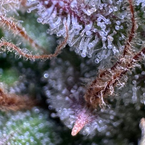 Fat Banana Auto #1 -89g growlog photo: 15:58