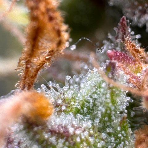Fat Banana Auto #1 -89g growlog photo: 15:58