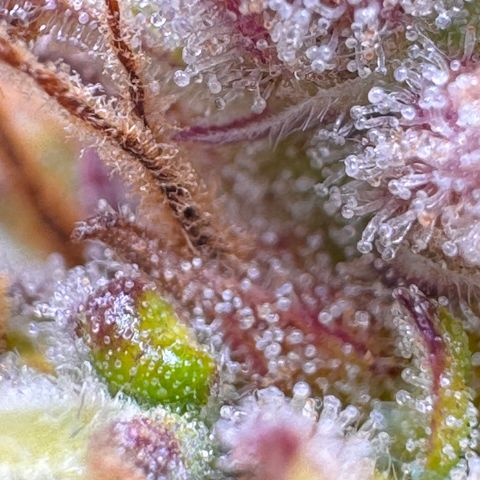 Fat Banana Auto #1 -89g growlog photo: 18:49