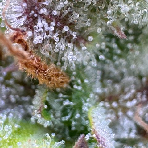 Fat Banana Auto #1 -89g growlog photo: 18:49