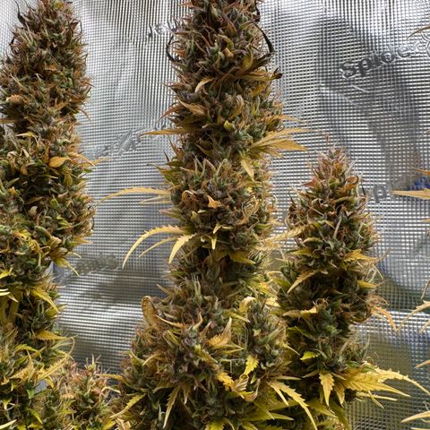 Fat Banana Auto #1 -89g growlog photo: 19:01