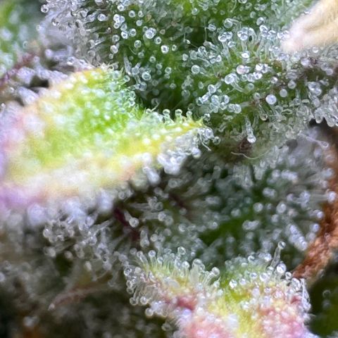 Fat Banana Auto #1 -89g growlog photo: 18:49