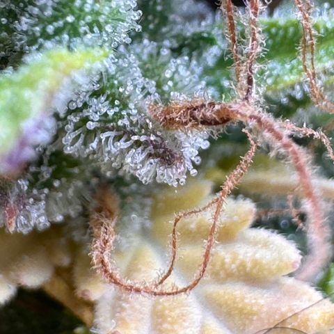 Fat Banana Auto #1 -89g growlog photo: 18:49