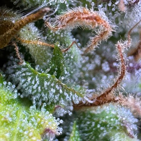 Fat Banana Auto #1 -89g growlog photo: 15:58
