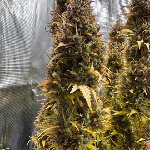Fat Banana Auto #1 -89g growlog photo: 19:03