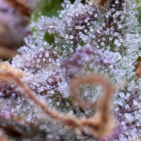 Fat Banana Auto #1 -89g growlog photo: 15:58