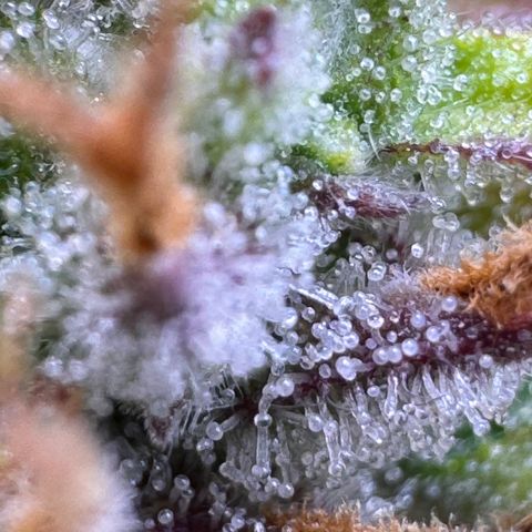 Fat Banana Auto #1 -89g growlog photo: 15:58