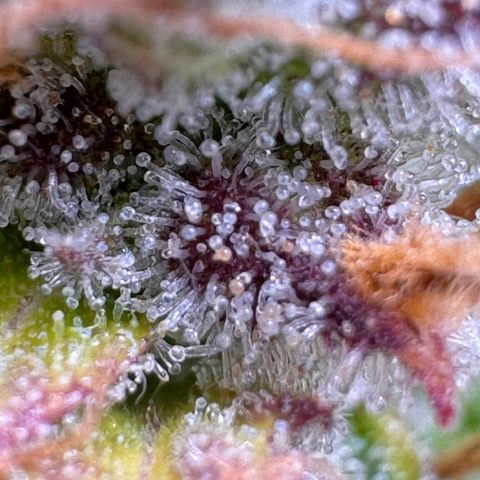 Fat Banana Auto #1 -89g growlog photo: 15:58