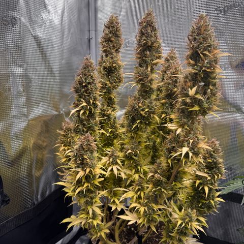 Fat Banana Auto #1 -89g growlog photo: 19:01