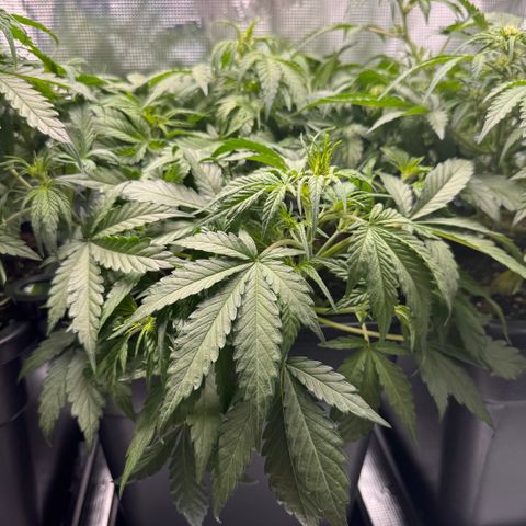 Apple Fritter Auto #3  -85g growlog photo: 20:31