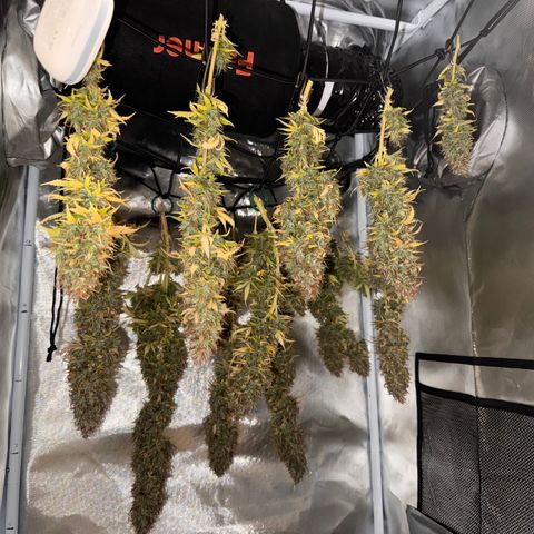 Fat Banana Auto #1 -89g growlog photo: 15:00