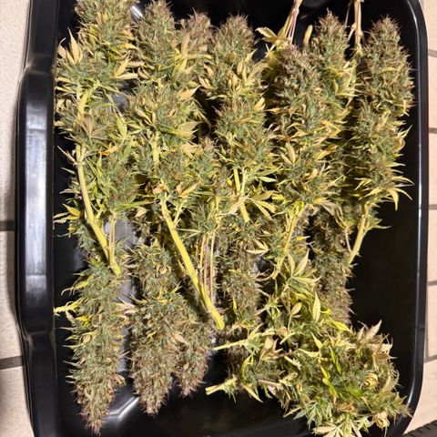 Fat Banana Auto #1 -89g growlog photo: 15:00
