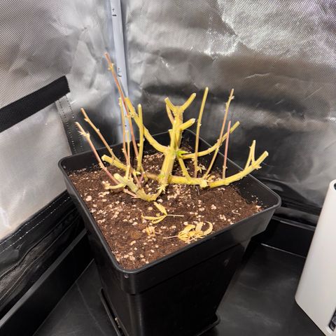 Fat Banana Auto #1 -89g growlog photo: 15:00