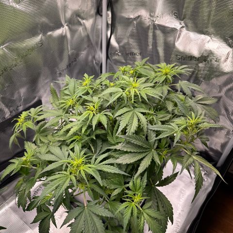 Apple Fritter Auto #3  -85g growlog photo: 11:44