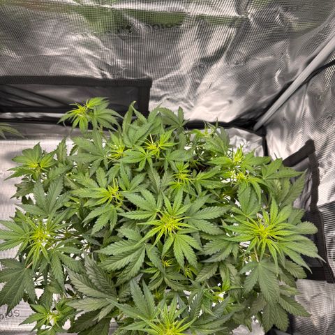 Apple Fritter Auto #3  -85g growlog photo: 11:44