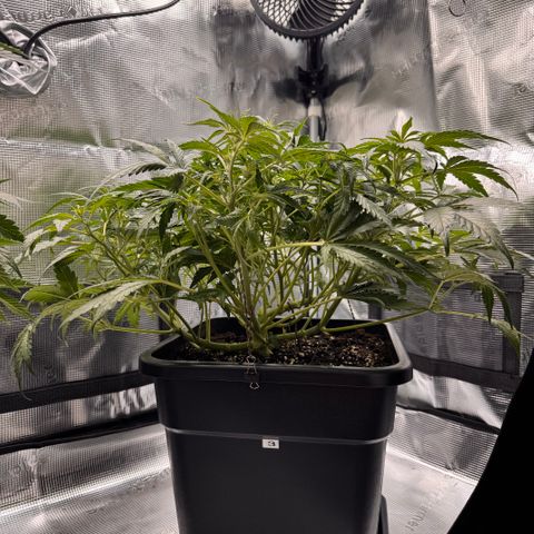Apple Fritter Auto #3  -85g growlog photo: 11:44