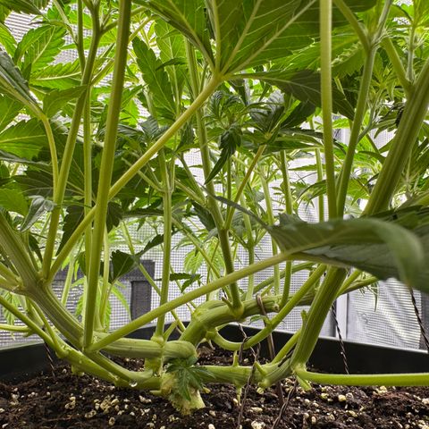 Apple Fritter Auto #3  -85g growlog photo: 11:44