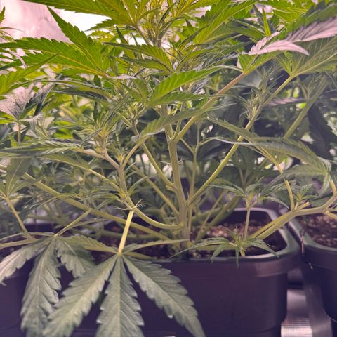 Apple Fritter Auto #3  -85g growlog photo: 11:58
