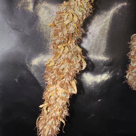 Fat Banana Auto #1 -89g growlog photo: 19:30