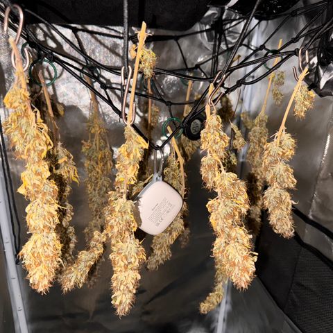 Fat Banana Auto #1 -89g growlog photo: 19:30