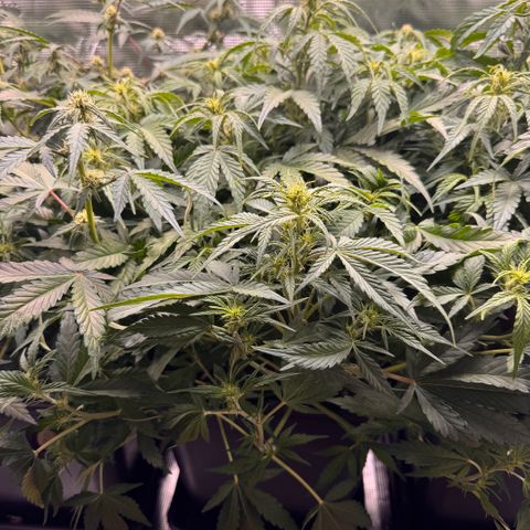 Apple Fritter Auto #3  -85g growlog timeline photo