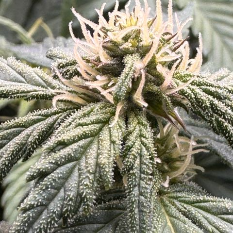 Apple Fritter Auto #3  -85g growlog timeline photo