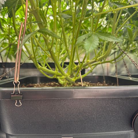 Apple Fritter Auto #3  -85g growlog photo: 14:34