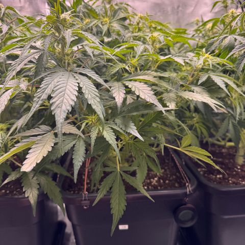 Apple Fritter Auto #3  -85g growlog photo: 14:34