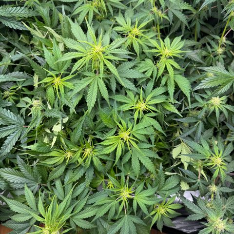 Apple Fritter Auto #3  -85g growlog photo: 14:34
