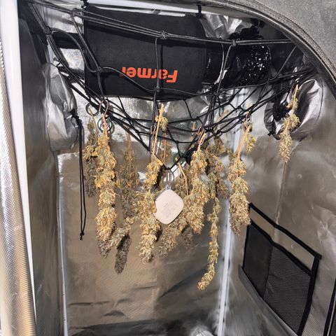 Fat Banana Auto #1 -89g growlog photo: 23:00