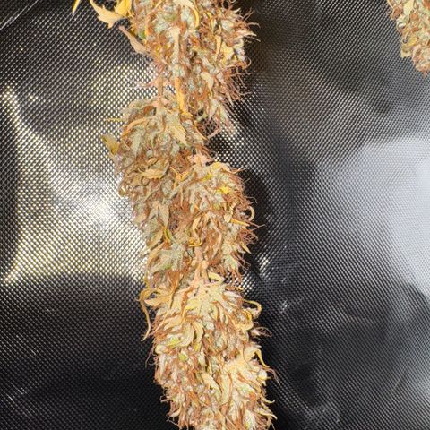Fat Banana Auto #1 -89g growlog photo: 23:00