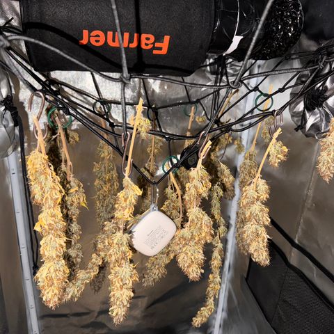 Fat Banana Auto #1 -89g growlog photo: 23:00